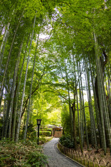 高く伸びる青竹に覆われた修善寺の竹林の小径