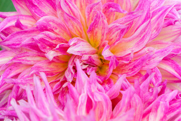 ピンクと黄色のダリアの花びらが重なる様子の背景テクスチャ