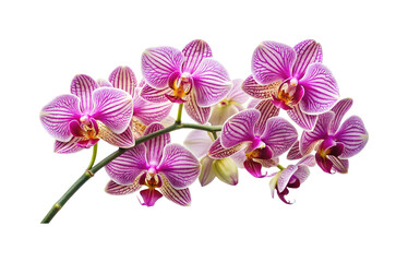 Fototapeta premium Elegant branch of striped pink and white orchids against a white background