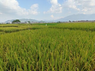rice field in the summer