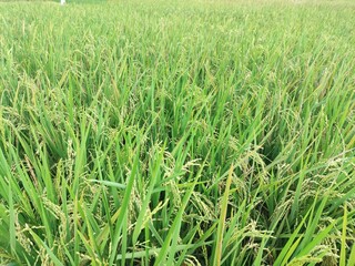 Obraz premium field of rice