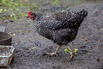 A speckled hen walks in a pen in summer. Poultry farming.