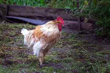 A red rooster walks outside in summer. Poultry farming.