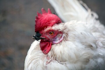 Close-up portrait of a white chicken. Farming.