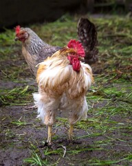 A red rooster walks outside in summer. Poultry farming.