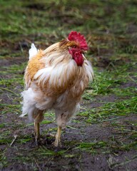 A red rooster walks outside in summer. Poultry farming.