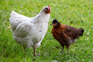 A hen and a young chick walk on the green grass in summer. Poultry farming. Veterinary science.