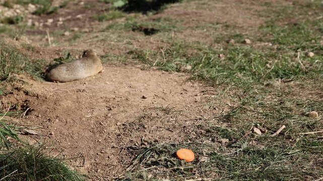 European ground squirrel, National park Muranska Planina, Slovakia.