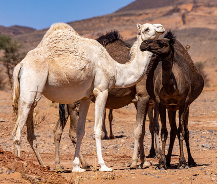 Camels