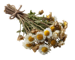Rustic dried daisy bouquet of withered chamomile flowers tied with natural twine. vintage and nostalgic feeling from fragile beauty of preserved memory