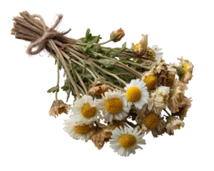 Rustic dried daisy bouquet of withered chamomile flowers tied with natural twine. vintage and nostalgic feeling from fragile beauty of preserved memory