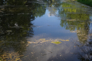 Still water with green algae and autumn leaves, showing nature’s reflection and decay.
