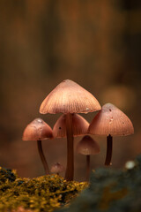 Piękne jesienne grzyby na długich trzonach  © Dominik Zarębski