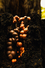 Okągłe grzyby rosnące na pniu