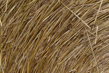 Autumn month of Halloween celebration