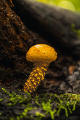 żółty grzyb rosnący na pniu © Dominik Zarębski