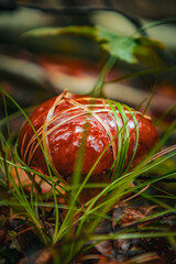 Piękny podgrzybek brunatny jesienną porą