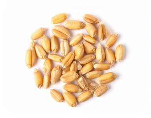 wheat grains isolated on white background. top view