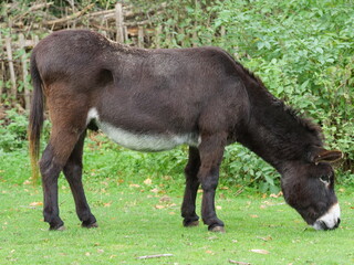 Fototapeta premium Donkeys grazing on a farm