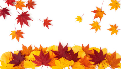 Autumn maple leaves falling and scattered on white background