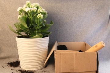 A flowering houseplant next to gardening tools and soil — the concept of transplanting, spring plant care, eco-friendly lifestyle, and home greening