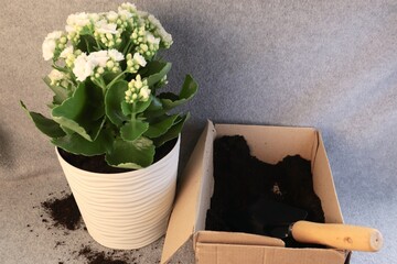 A flowering houseplant next to gardening tools and soil — the concept of transplanting, spring plant care, eco-friendly lifestyle, and home greening