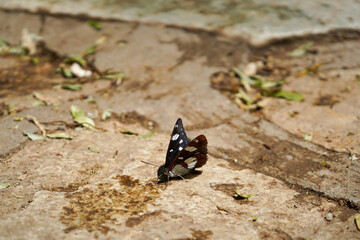 The elegance of a butterfly, perched gracefully on the earth, surrounded by fallen leaves.