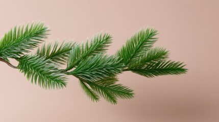 Obraz premium Lush Green Evergreen Branch on Soft Beige Background for Natural and Seasonal Decor