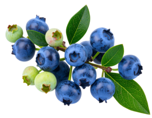  Single Blueberry Twig with Mixed Ripe and Unripe Berries, Top View, Transparent Background