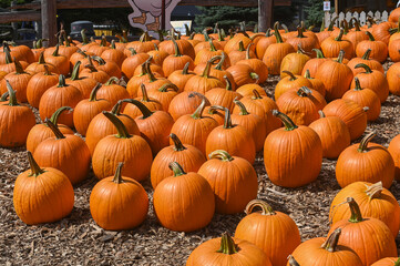 Pumpkin Patch Fall Harvest Background