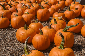 Pumpkin Patch Fall Harvest Background