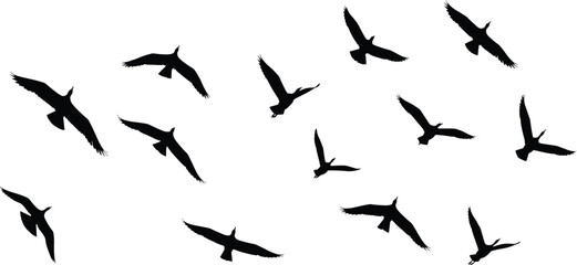 Silhouette flock of birds flying in open sky, migratory avian wildlife in motion, black bird shapes isolated on white background vector illustration