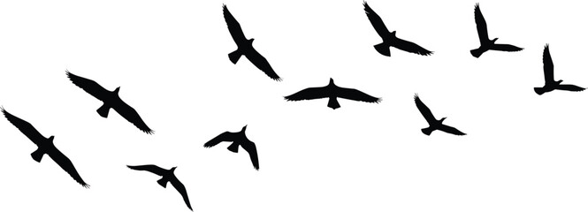 Silhouette flock of soaring birds in open sky, graceful avian shapes in motion, black flying wildlife isolated on white background vector illustration design