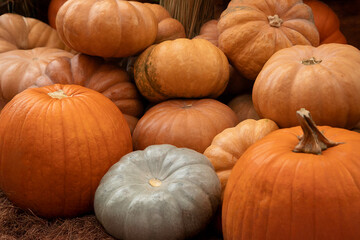 Assorted heirloom pumpkins in orange tan and blue colors autumn harvest pile