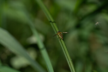 The hoverfly (Sphaerophoria scripta) sits on green grass. Long shot.