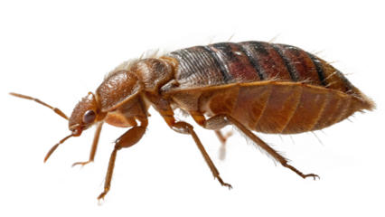 Bed Bug , isolated on a transparent background PNG