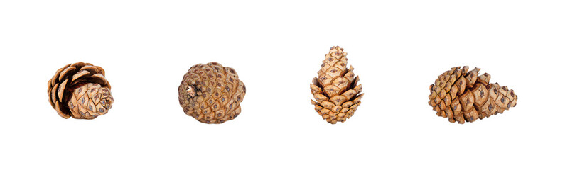 A horizontal set of four pine cones of varying shapes and textures, all isolated on a transparent background. A versatile natural element collection for Autumn or Christmas designs