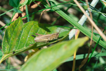 The lesser marsh grasshopper (Chorthippus albomarginatus) is a light green insect with a distinctive white stripe along its body. It sits on a green leaf. Medium shot