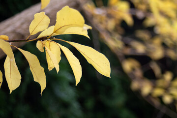 Autumn yellow leaves on a green background. Selective focus.