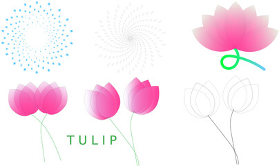 vector illustration of a tulip