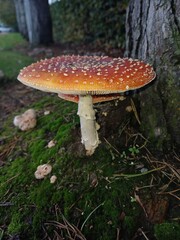 fly agaric mushroom