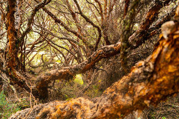 Polylepis forest, a thousand-year-old tree with a cold climate