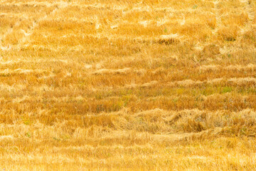 Natural texture, brown riding straw