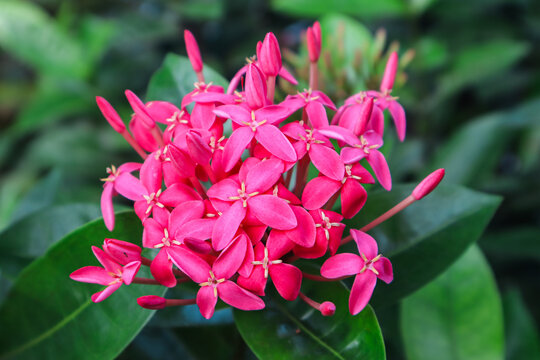 Beautiful flower of Ashoka or Saraca Indica or Saraca Asoca. Ashoka flower is a plant that is often used as an ornamental plant and greenery. We often encounter this flower in the yard and garden
