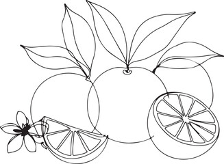 Minimalist Line Art of Oranges with Leaves and Flower