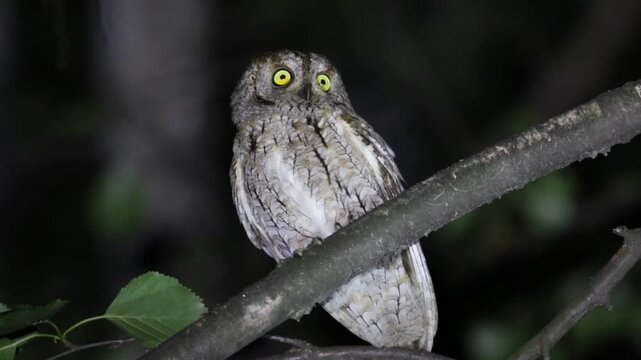 Eurasian scops owl, Otus scops. Late evening, a bird sits on a branch, watching for prey