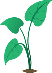 Taro Plant with Three Green Veined Leaves and Brown Soil Base Illustration