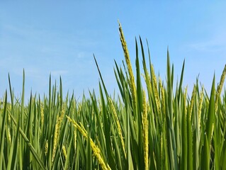 Close up of young rice or paddy in rice field with blue sky background	