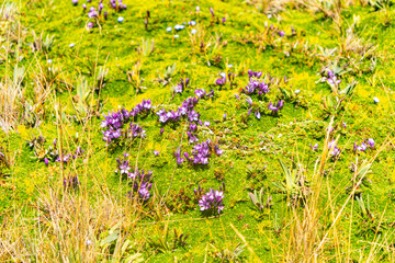 Fototapeta premium Texture of green moss adorned with multicolored flowers.