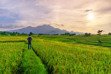Fototapeta premium Beautiful morning view indonesia Panorama Landscape paddy fields with beauty color and sky natural light